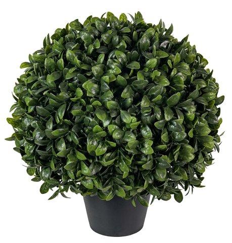 shishi Boxwood topiary with big leaves potted d