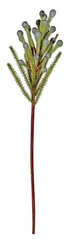 shishi Brasilia stem big berries 60cm