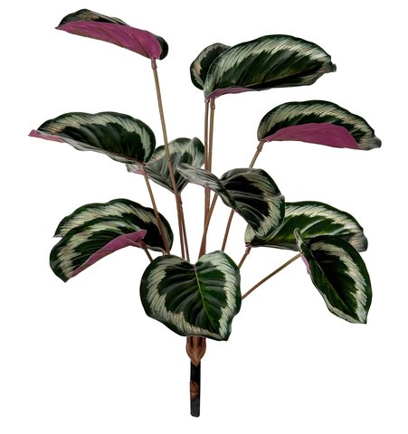 shishi Calathea bush 48cm UV PROOF