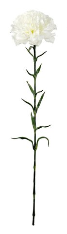 shishi Carnation cream 68cm