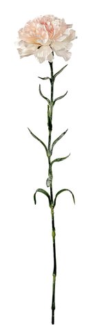 shishi Carnation pink 68cm