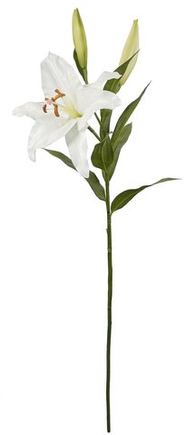 shishi Casablanca lily with bud white 1m