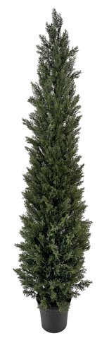 shishi Cedar potted 2 5m UV RESISTANT