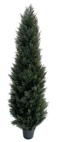 shishi Cedar tree in plastic pot 1 8m UV RESISTANT