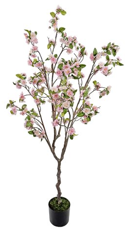 shishi Cherry tree pink potted 175cm