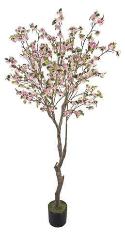 shishi Cherry tree pink potted 245cm