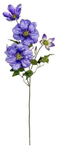 shishi Clematis purple blue 85cm