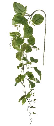 shishi Clematis white mini flowers 145cm