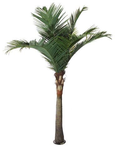 shishi Coconut palm 2 75m