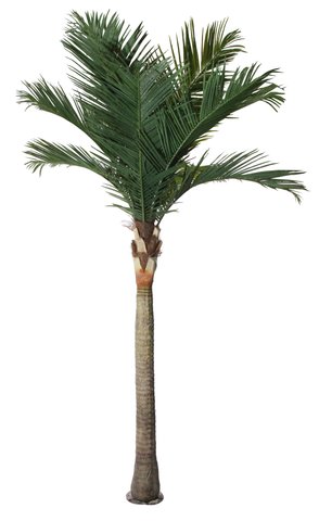 shishi Coconut palm 3 6m