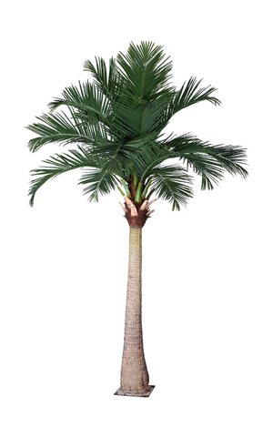 shishi Coconut palm 4 6m