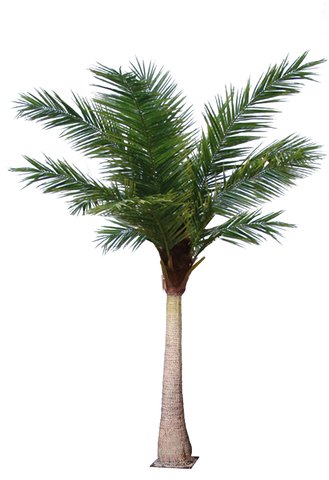 shishi Coconut palm 6m