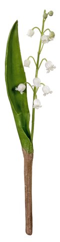 shishi Convallaria x1 white 25cm