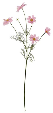 shishi Cosmos pink 90cm
