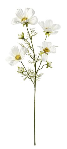 shishi Cosmos white 85cm