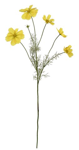 shishi Cosmos yellow 90cm