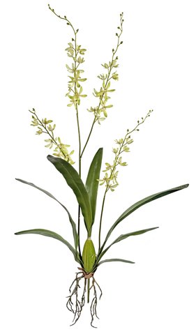 shishi Cymbidium orchid plant green 120cm