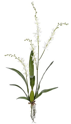 shishi Cymbidium orchid plant white 120cm