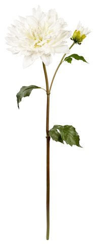 shishi Dahlia white 75cm