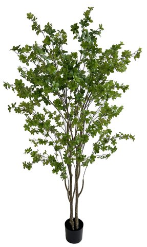 shishi Dodan tree green in pot 220cm
