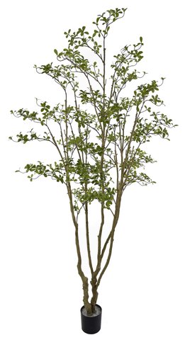 shishi Dodan tree potted green 260cm