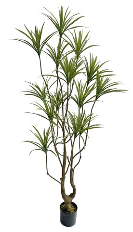 shishi Dracanea potted 2 1m