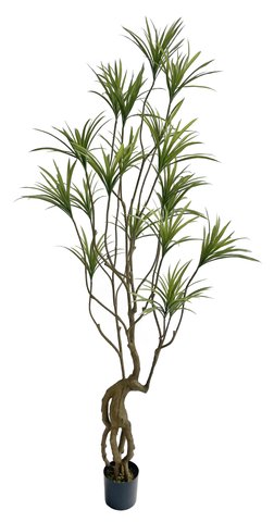 shishi Dracanea potted 2 5m