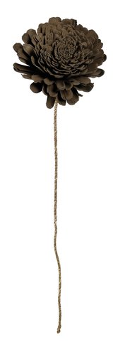 shishi Dried sola flower brown d20-22;h100cm