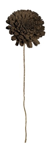 shishi Dried sola flower brown d25-27;h100cm