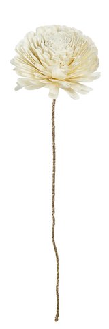 shishi Dried sola flower cream d20-22;h100cm