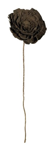 shishi Dried sola peony brown d20-22;h100cm