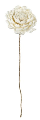 shishi Dried sola peony cream d20-22;h100cm