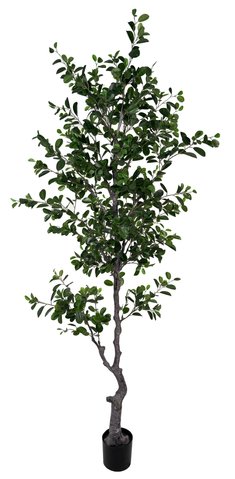 shishi East ficus 2 4m