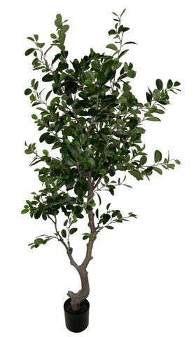 shishi East ficus potted h180cm