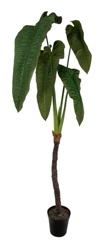 shishi Elephant ear green potted 2 4m