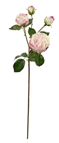 shishi English garden rose light pink 80cm