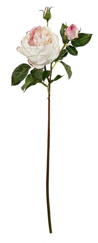 shishi English garden rose pink 75cm