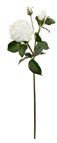 shishi English garden rose white 75cm