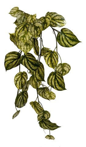 shishi Epipremnum aureum green white 91m