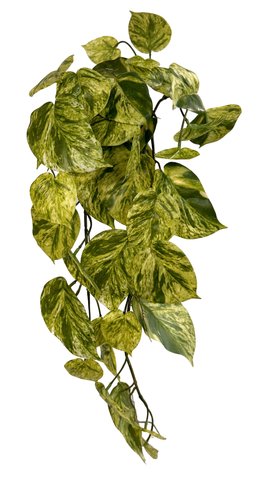 shishi Epipremnum aureum green yellow 91m