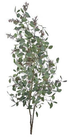 shishi Eucalyptus branch with seeds 190cm