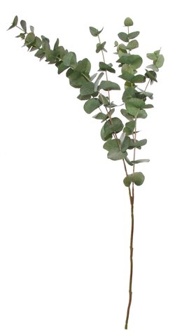 shishi Eucalyptus green 1m