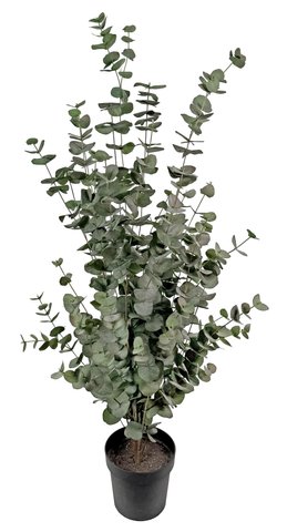 shishi Eucalyptus in pot h160cm