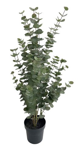 shishi Eucalyptus potted 120cm