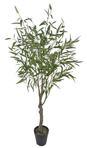 shishi Eucalyptus tree green potted 2 4m