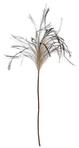 shishi Feather branch natural 90cm