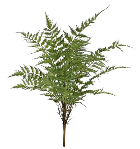 shishi Fern bush green 75cm