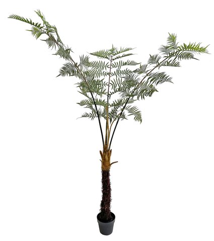shishi Fern plant in pot 230cm