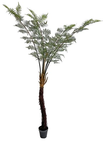 shishi Fern plant in pot 305cm