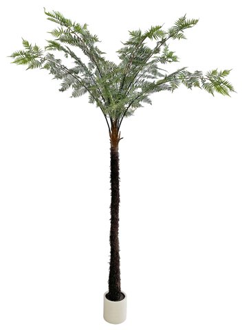 shishi Fern plant in pot 470cm
